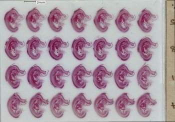 Media type: image;   Special Collections 1907 Description: slide C;